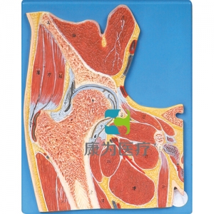 “康為醫(yī)療“髖關節(jié)剖面模型
