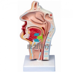 “康為醫(yī)療”鼻腔、口腔、喉、咽正中矢狀切面模型