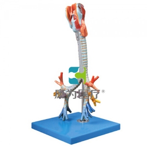“康為醫(yī)療”喉與氣管、支氣管樹模型