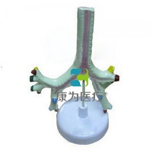“康為醫(yī)療”氣管、支氣管及肺段支氣管模型