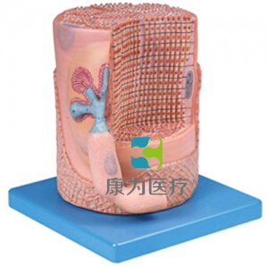 “康為醫(yī)療”骨骼肌纖維與運(yùn)動(dòng)終板放大模型