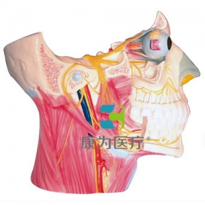 “康為醫(yī)療”腦神經(jīng)在頭頸部分布模型、十二對腦神經(jīng)