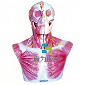 “康為醫(yī)療”頭部、頸部層次解剖模型