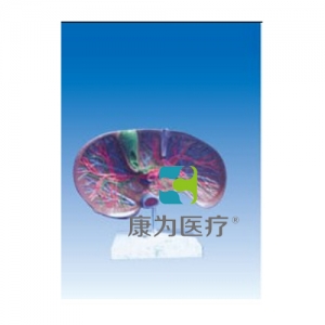 “康為醫(yī)療”肝膽解剖、甘血管、膽管的肝分布