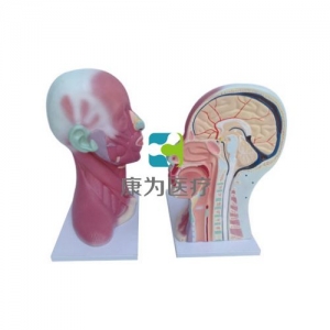 “康為醫(yī)療”頭、頸肌肉局部解剖模型