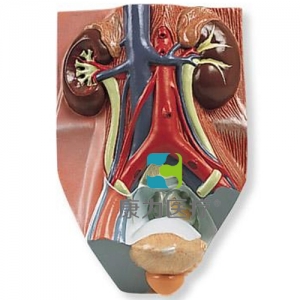 男性泌尿系統(tǒng)模型，實(shí)物的0.75倍