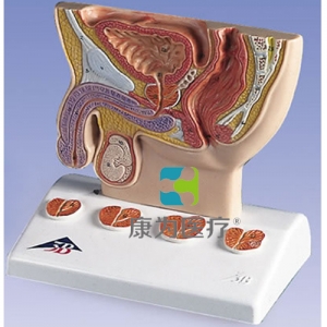 前列腺模型，實(shí)物1/2