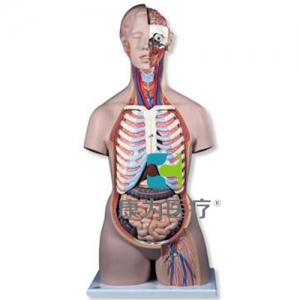 經(jīng)典無(wú)性軀干模型，后背開(kāi)放，21部分