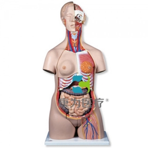 豪華型兩性軀干模型，24部分