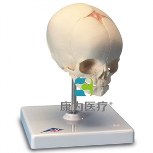 胎兒顱模型，置于基架