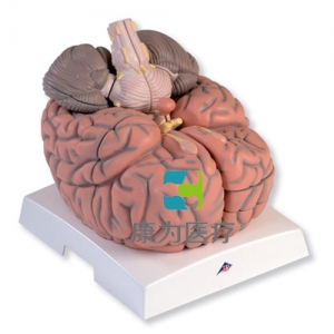 巨型腦模型，實(shí)物的2.5倍，14部分