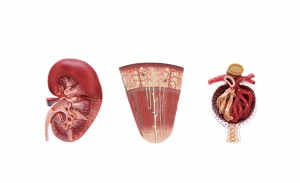 腎切面、腎單位、腎小球模型