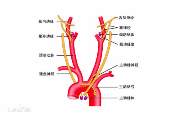 “康為醫(yī)療”主動脈弓血管介入手術訓練模擬器